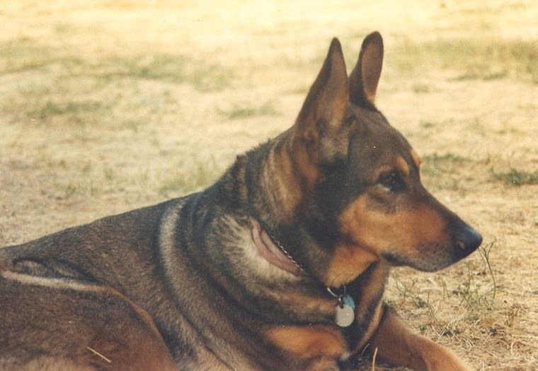 Dique era tranquilo y precioso, nada que ver con los perros rabiosos que abundan en nuestra política