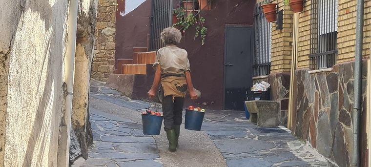 Dos cubos de tomates para que coman los cerdos