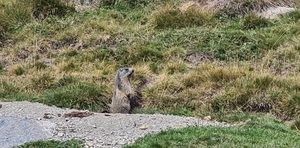 LA MARMOTA ALPINA DEL PIRINEO