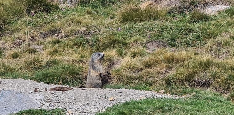 Marmota alpina del Pirineo