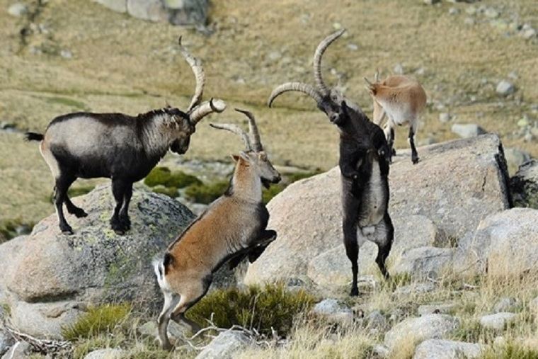 Machos luchando en Gredos durante el celo de la cabra