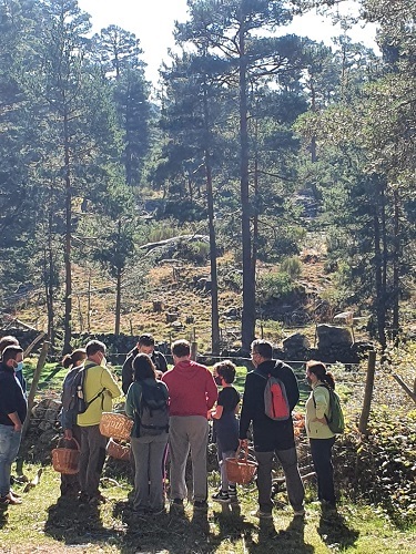 Ruta setera de Gredos Guides por el pinar de Navarredonda de Gredos